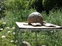 Simili tortue 2