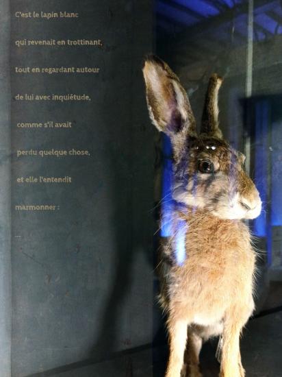 Un lapin a travers le miroir 1
