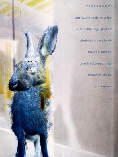 Un lapin a travers le miroir 2